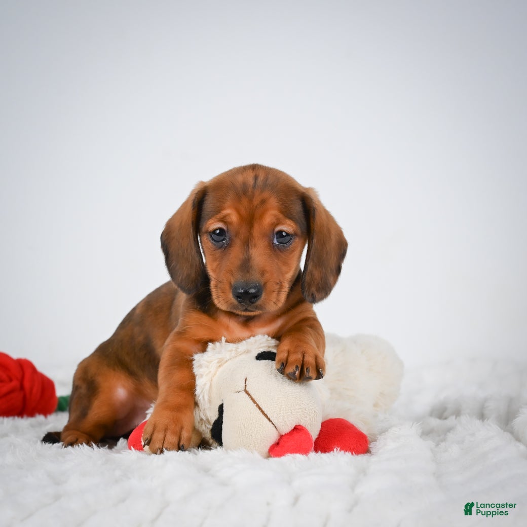 Miniature Dachshund dogs Poppy - Ad 1