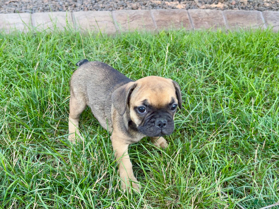 French Bulldog dogs for sale: Candice - Ad 8