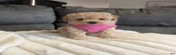 Havapoo dogs for sale: Honey F-1B - Ad 2
