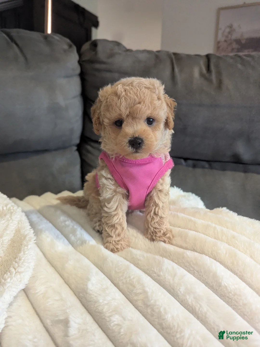 Havapoo dogs for sale: Honey F-1B - Ad 2