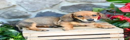 Miniature Dachshund dogs for sale: Laurie - Ad 2