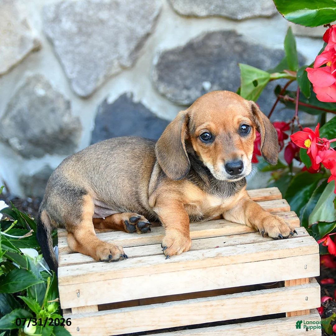 Miniature Dachshund dogs for sale: Laurie - Ad 2