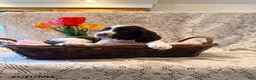 English Springer Spaniel dogs for sale: Peace - Ad 1
