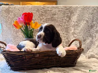 English Springer Spaniel dogs for sale: Peace - Ad 2