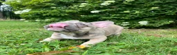 French Bulldog dogs for sale: Paisley  - Ad 7