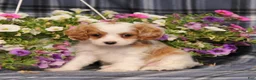 Cavapoo dogs for sale: BJ's Whisper - Ad 1