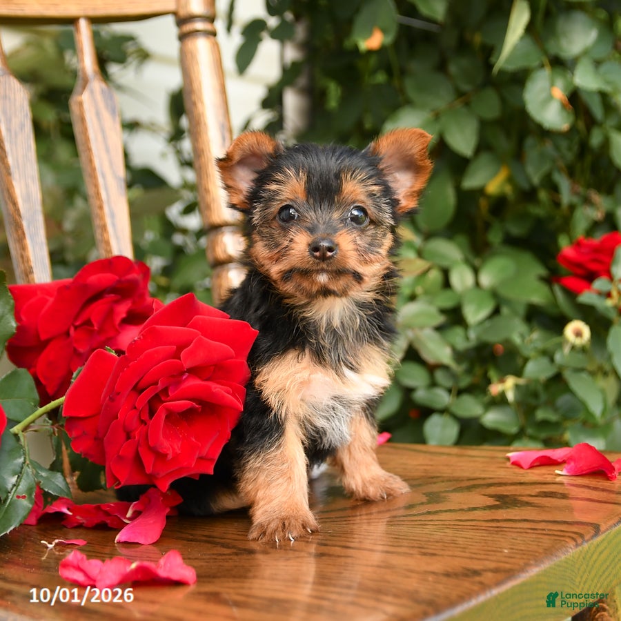 Yorkshire Terrier dogs Wanda - Ad 2