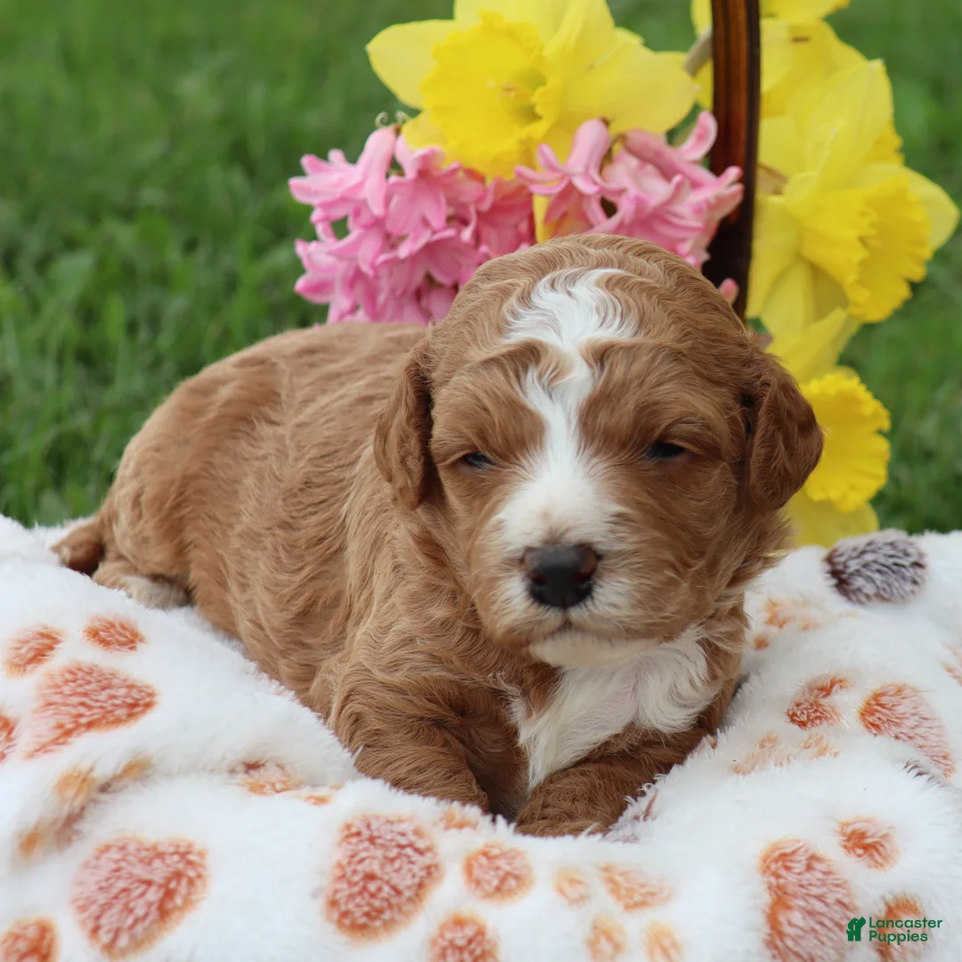 Mini Goldendoodle dogs for sale: Duke - Ad 2