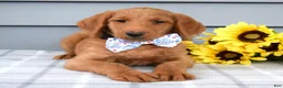 Labradoodle dogs for sale: Cooper  - Ad 8