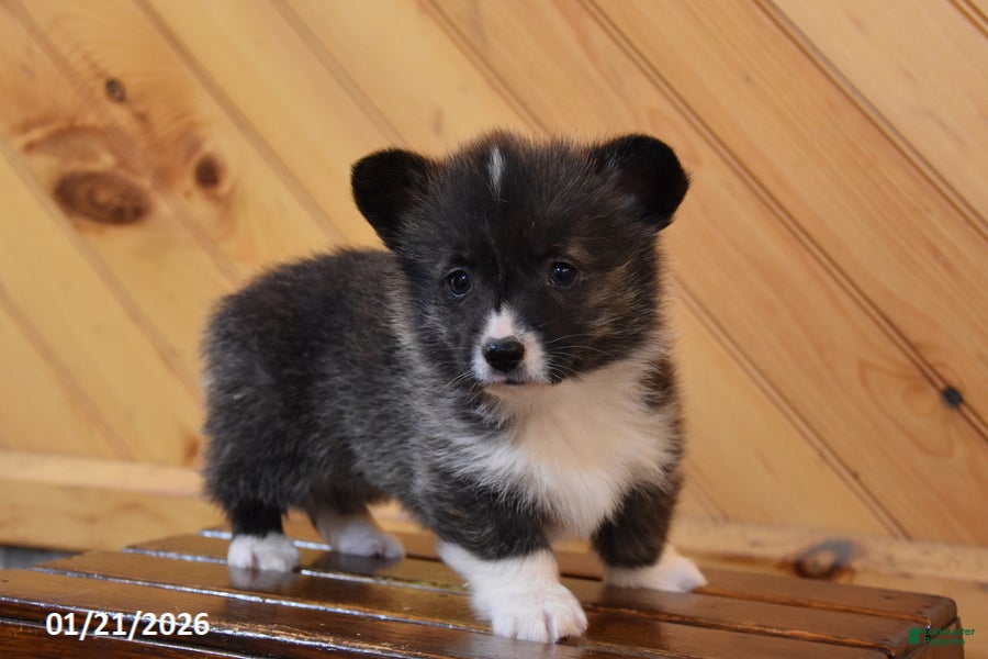 Welsh Corgi Pembroke dogs Stanley - Ad 24