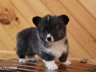 Welsh Corgi Pembroke dogs Stanley - Ad 35