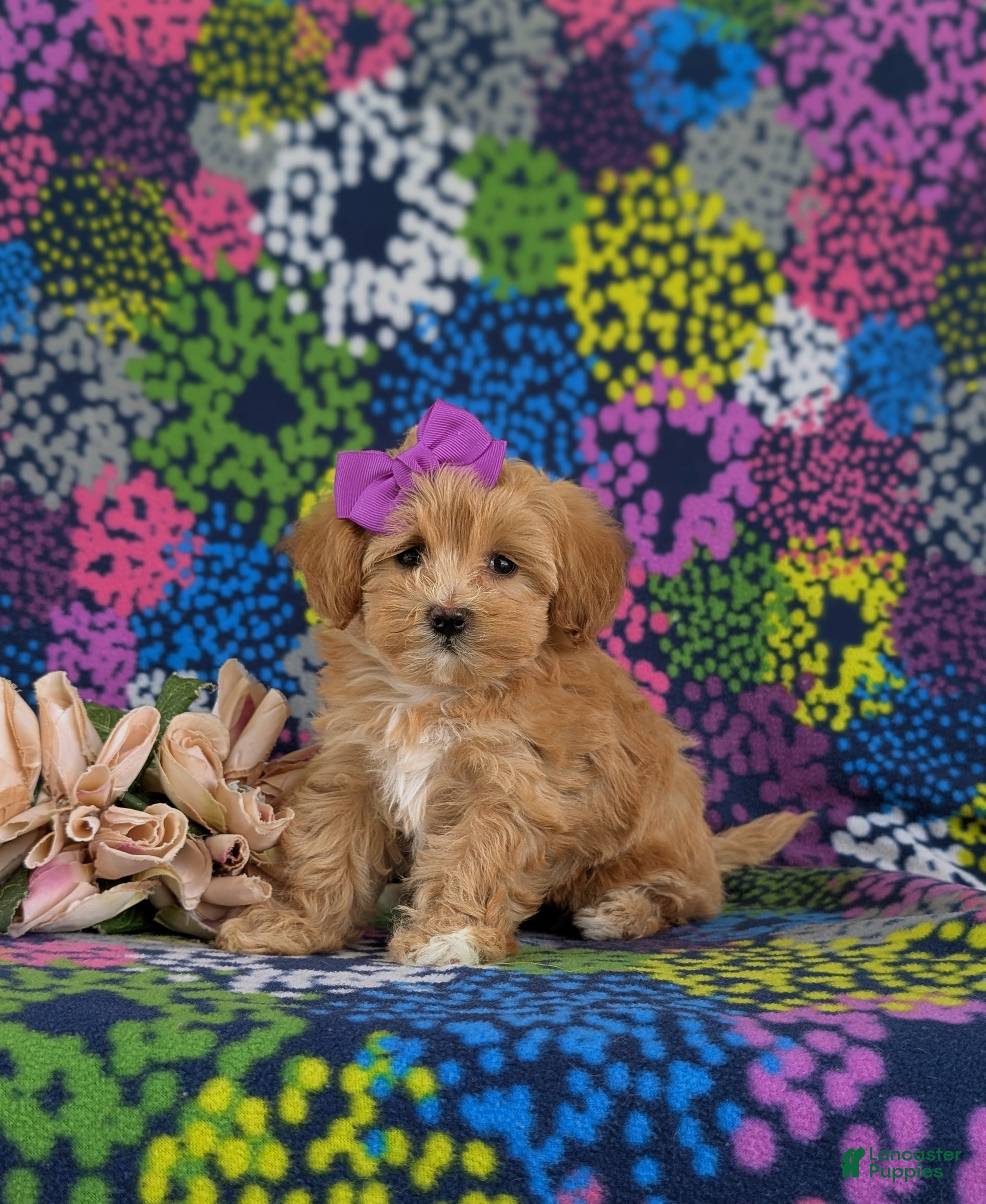 Maltipoo dogs Serenity 7 lbs Full Grown - Ad 1