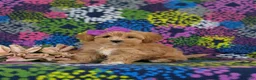 Maltipoo dogs for sale: Serenity 7 lbs Full Grown - Ad 1