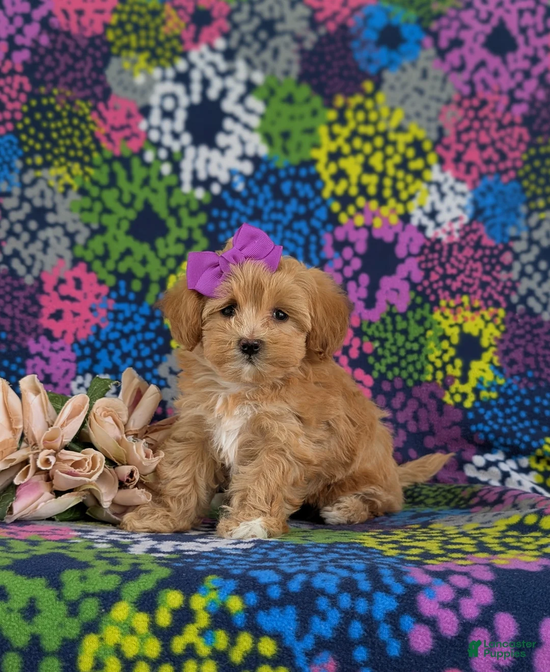 Maltipoo dogs for sale: Serenity 7 lbs Full Grown - Ad 1