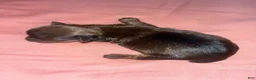 Yorkshire Terrier dogs for sale: Girl - Ad 1