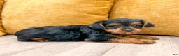 Yorkshire Terrier dogs for sale: Nova - Ad 8