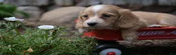 Miniature Dachshund dogs for sale: Byron - Ad 8