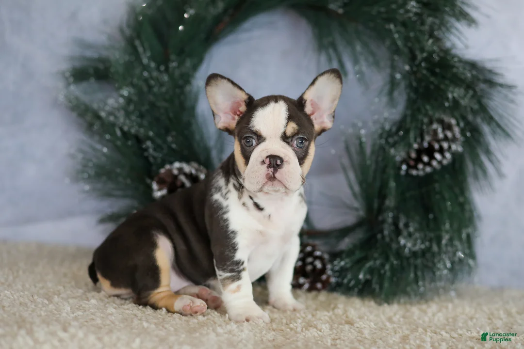 French Bulldog dogs for sale: Luna - Ad 4