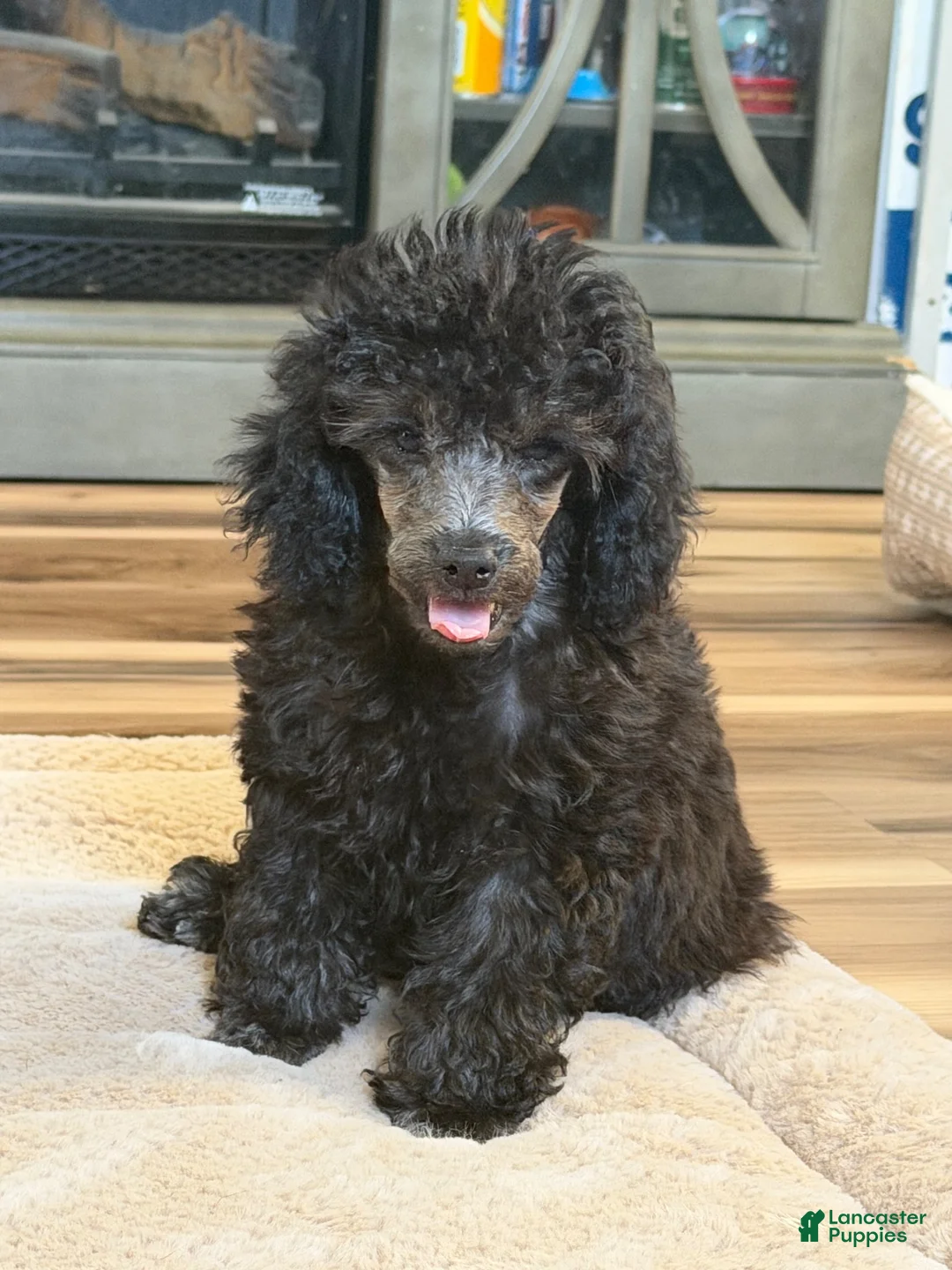 Toy Poodle dogs for sale: Toy Poodle 1Pepper - Ad 6
