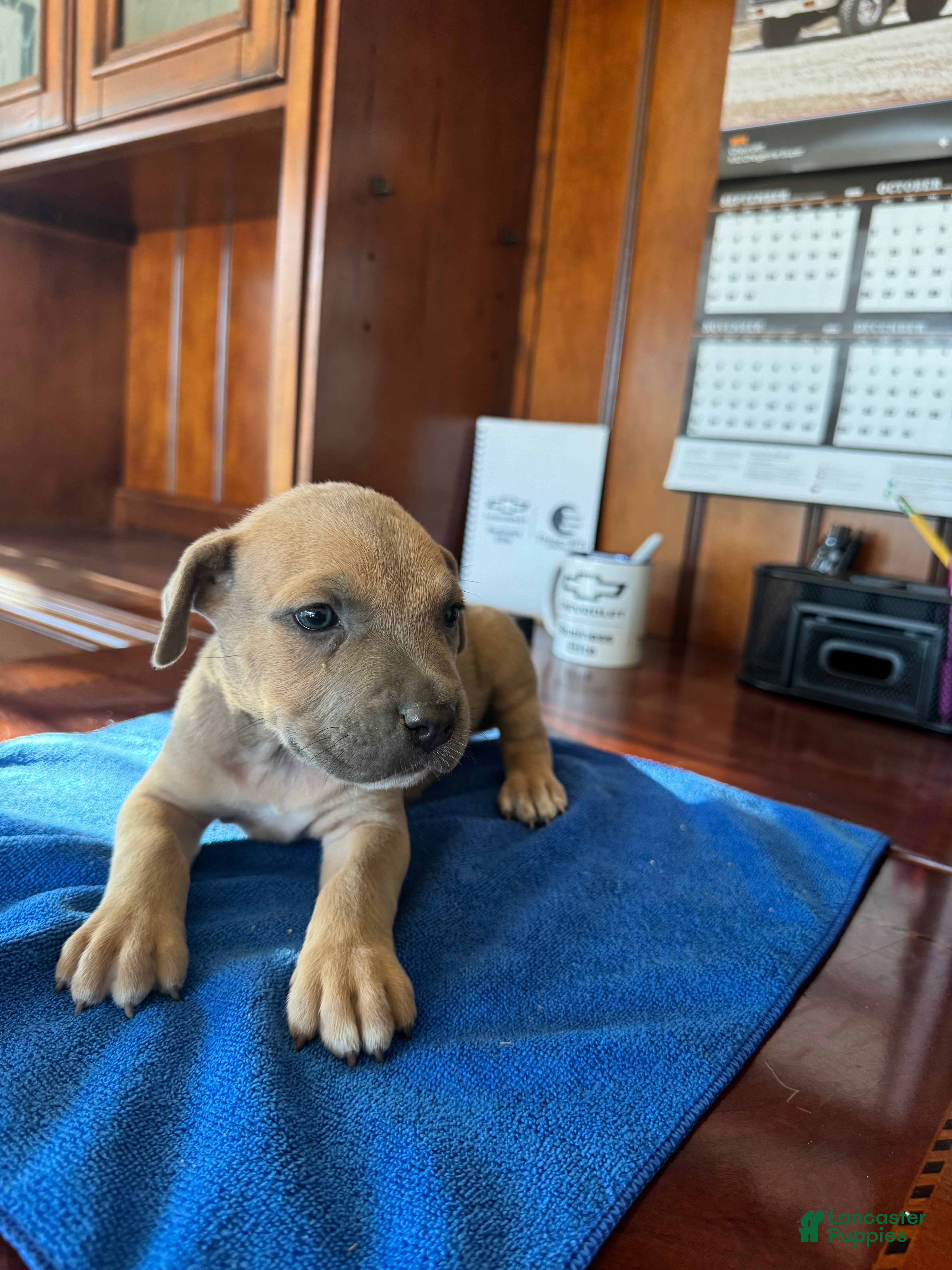 Mixed Breed dogs Mixed Breed 6 - Ad 2