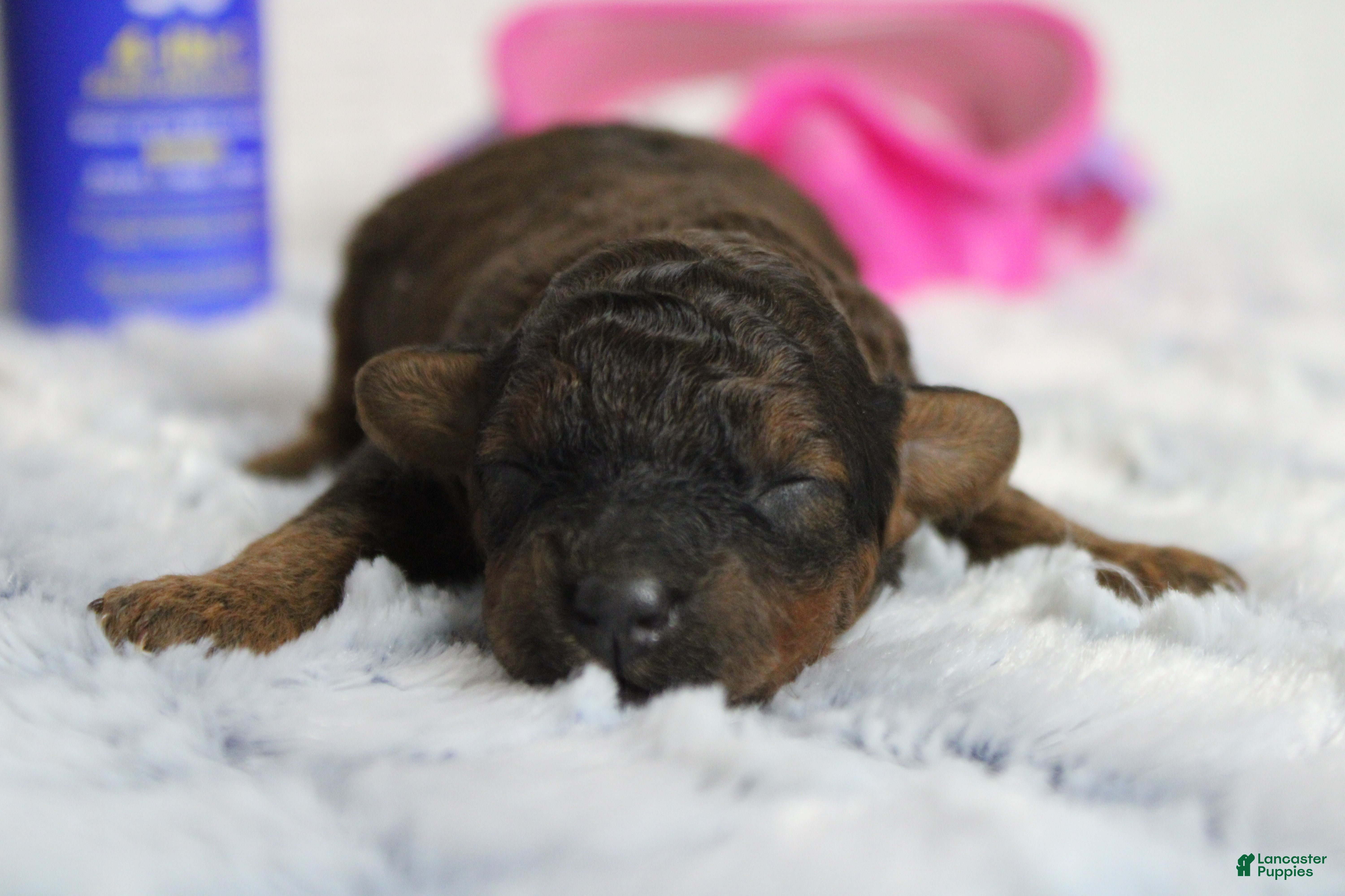 Cavapoo dogs Ella - Ad 31