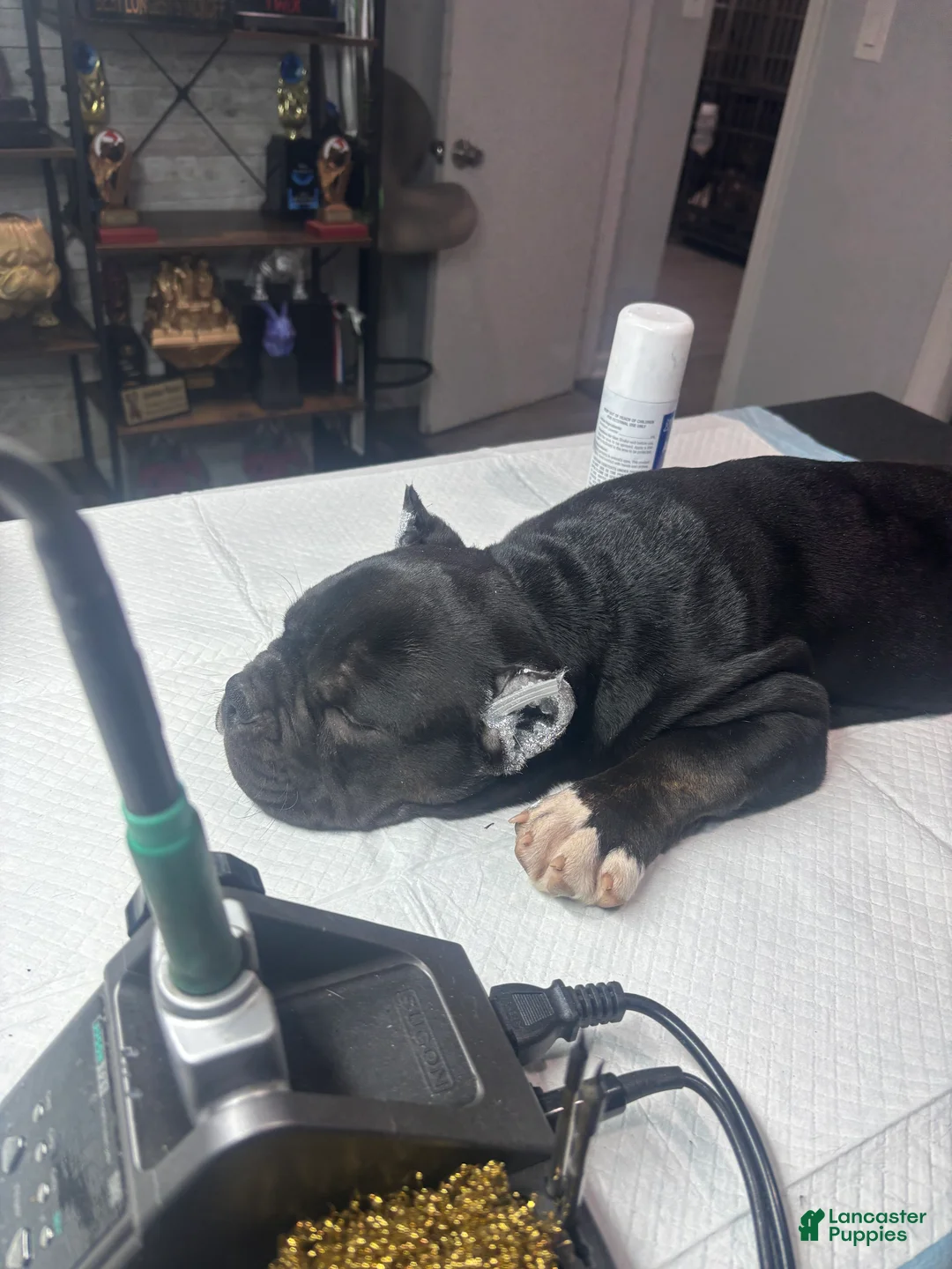 American Bully dogs for sale: American Bully Puppy 3 - Ad 15