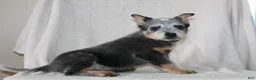 Australian Cattle Dog dogs for sale: Drew - Ad 5