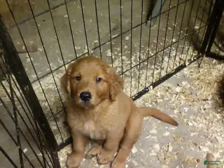Golden Retriever dogs faith - Ad 38