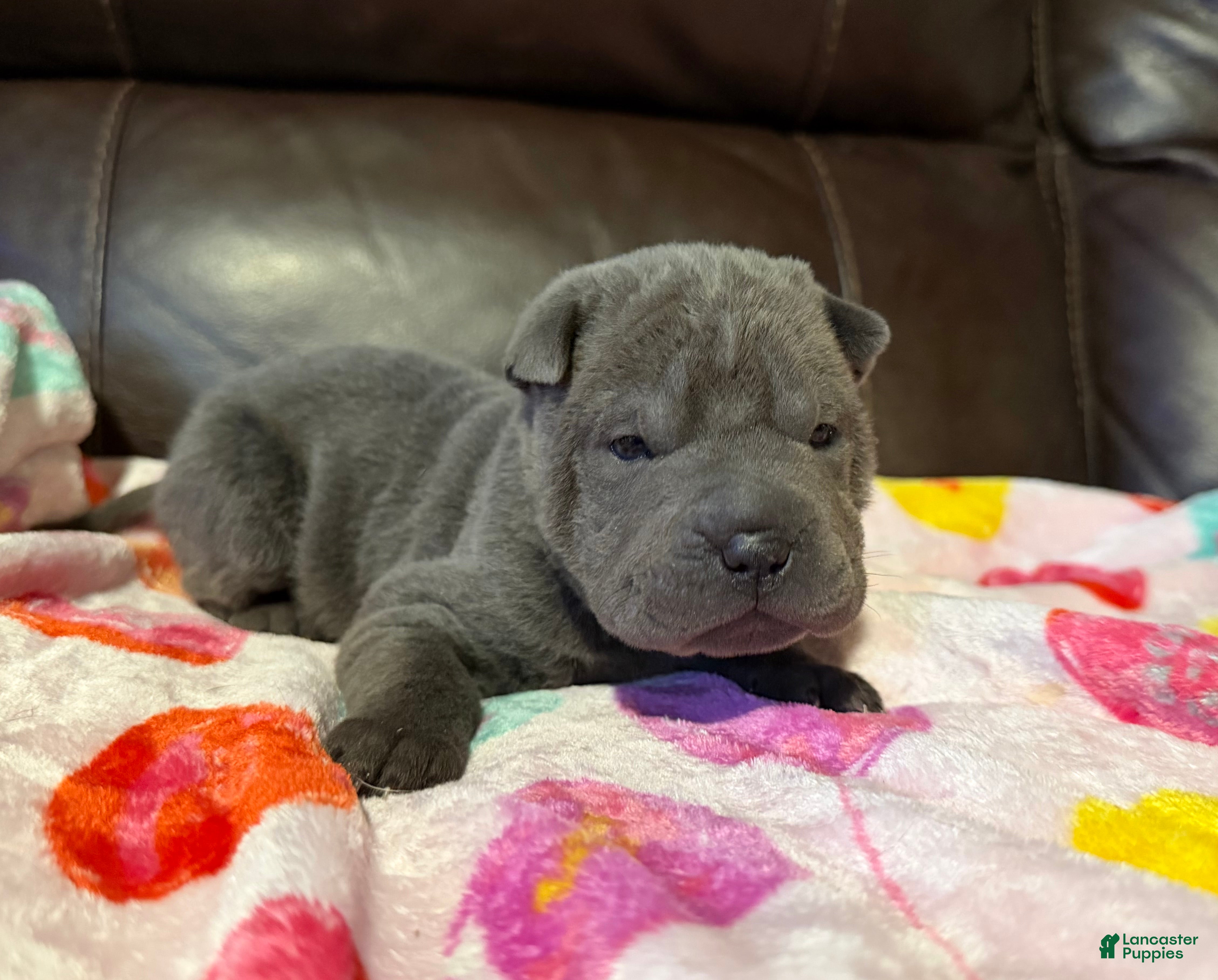 Shar Pei dogs Boo - Ad 11