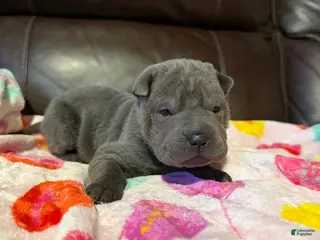 Shar Pei dogs Boo - Ad 6