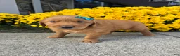 Golden Retriever dogs for sale: Rugor - Ad 5