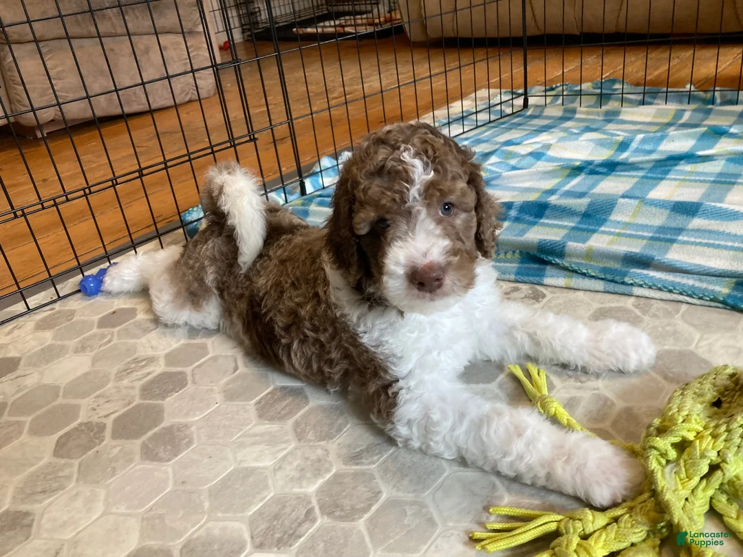 Bernedoodle dogs for sale: Ron - Ad 2