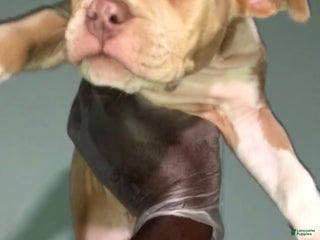 American Bully dogs - Ad 15