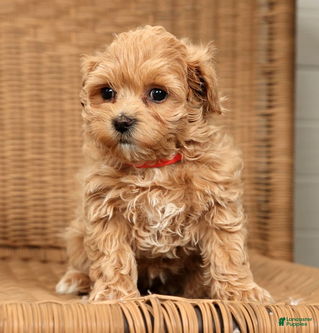Maltipoo dogs for sale: Bella - Ad 9