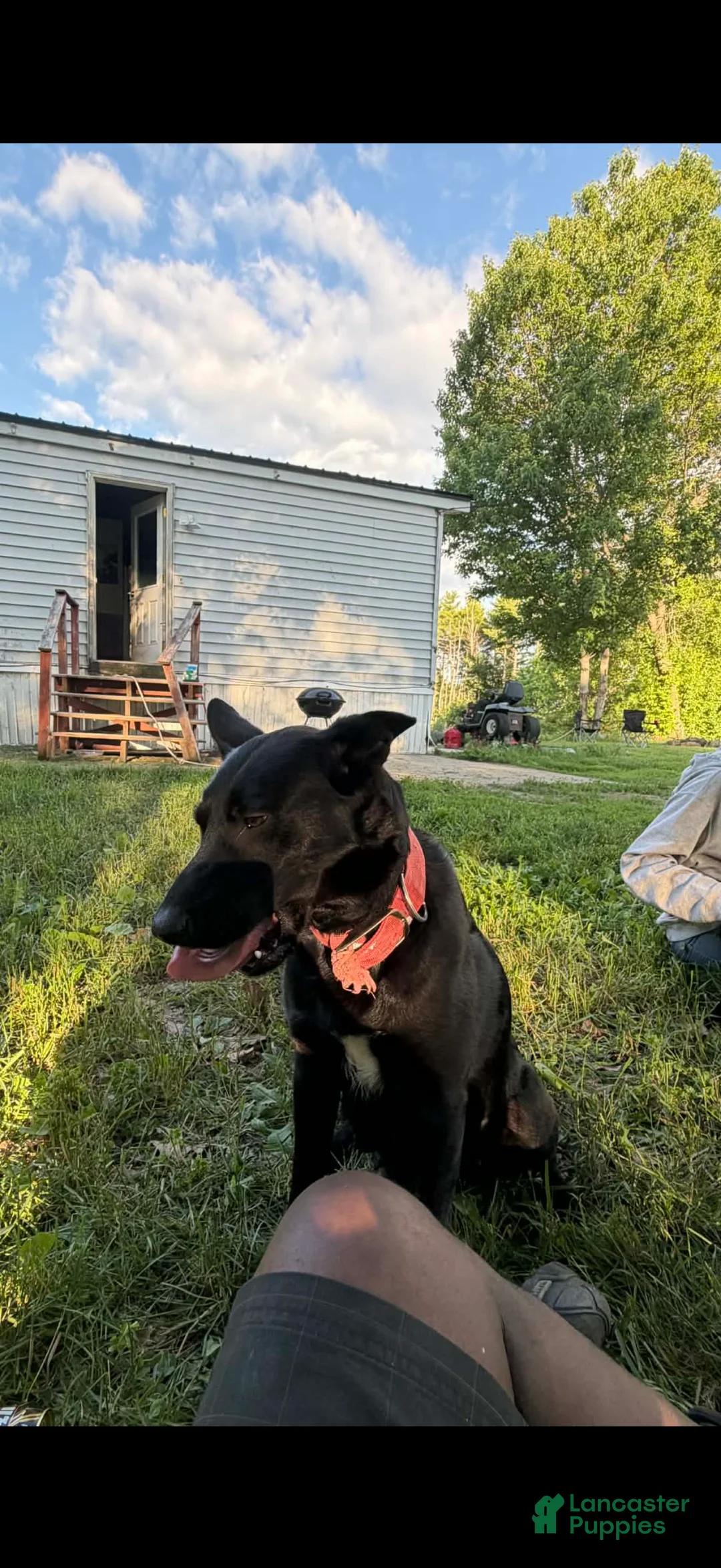 Mixed Breed dogs for sale: Mixed Breed 1 - Ad 2