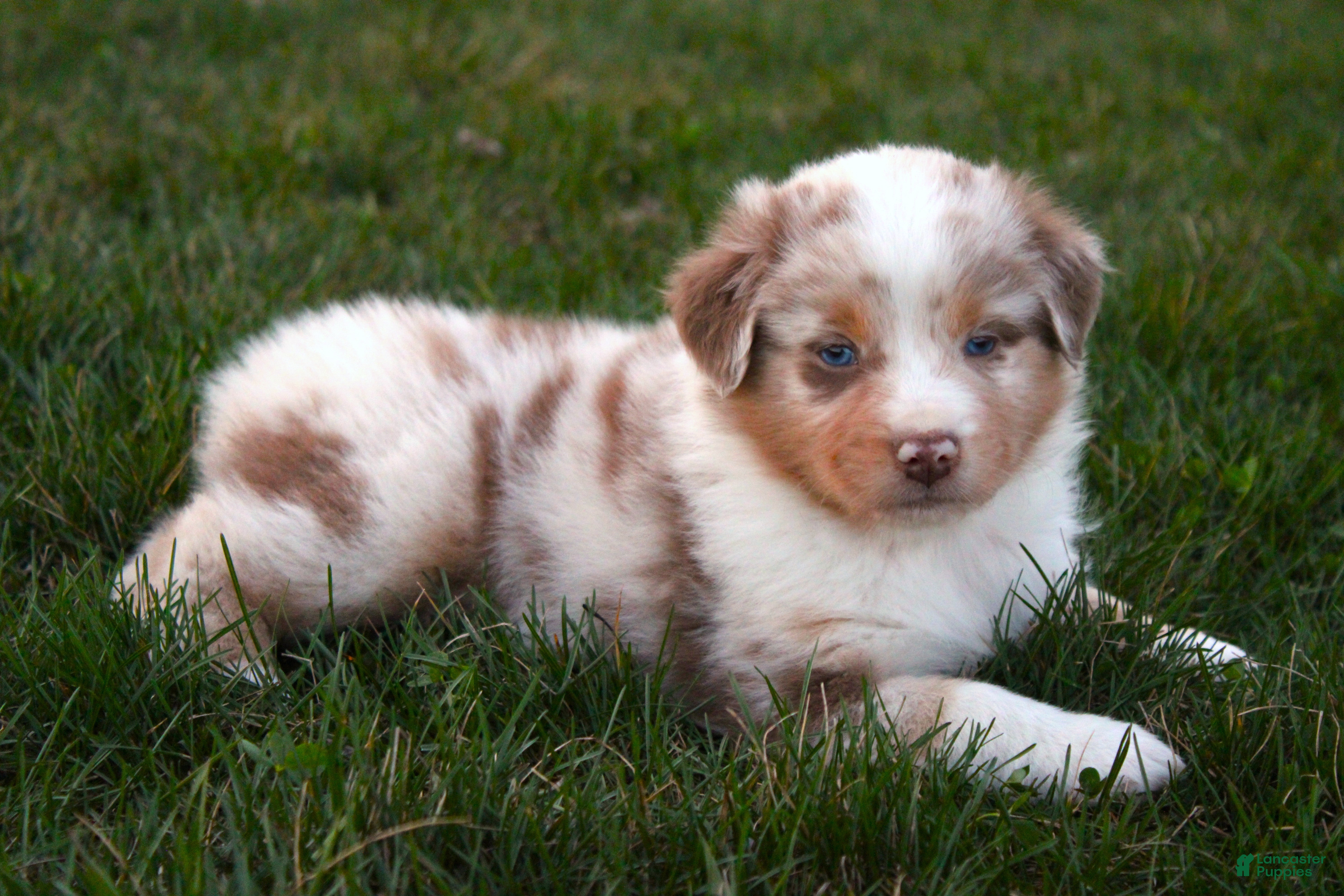 Australian Shepherd dogs Pazazz - Ad 2