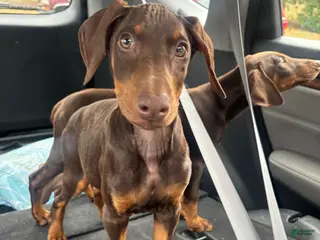 Doberman Pinscher dogs Nala - Ad 33