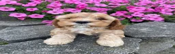 Mixed Breed dogs for sale: Gus - Ad 6