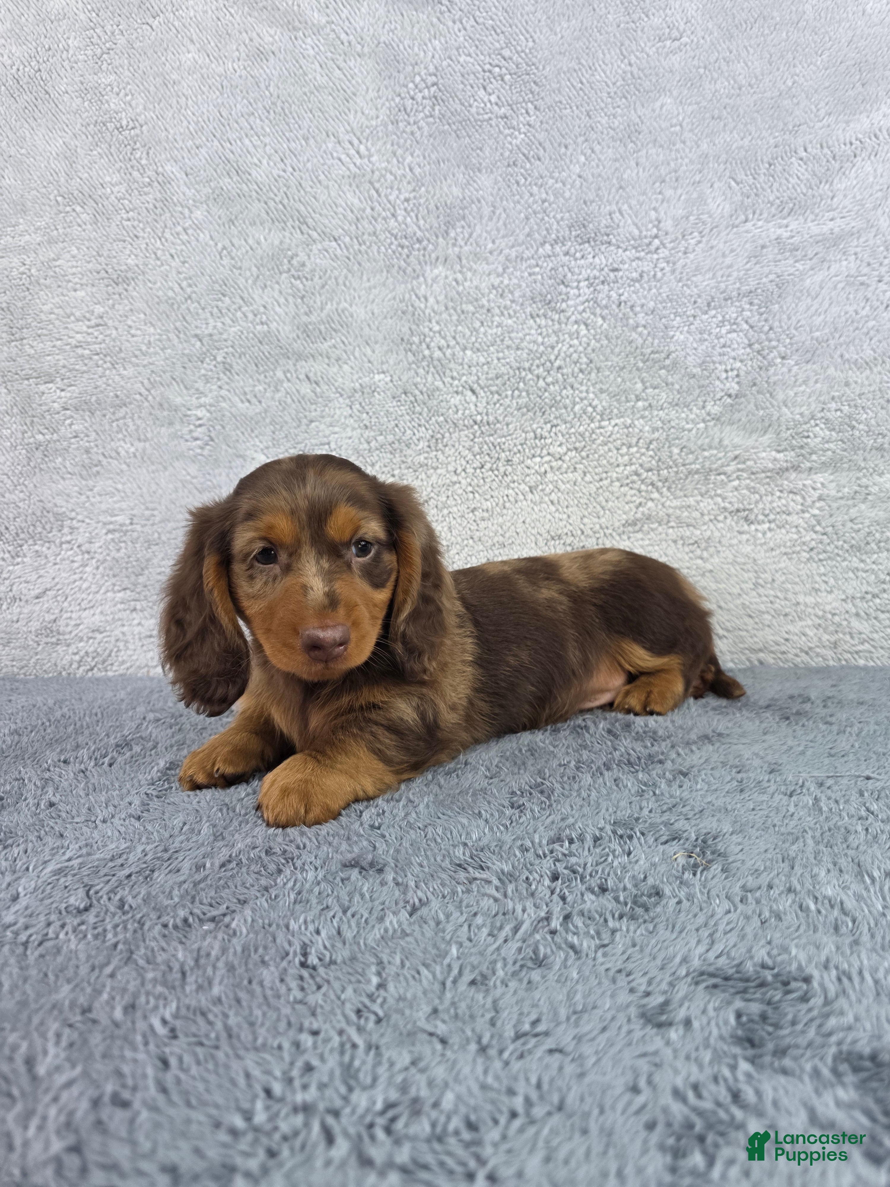 Miniature Dachshund dogs Dash - Ad 2