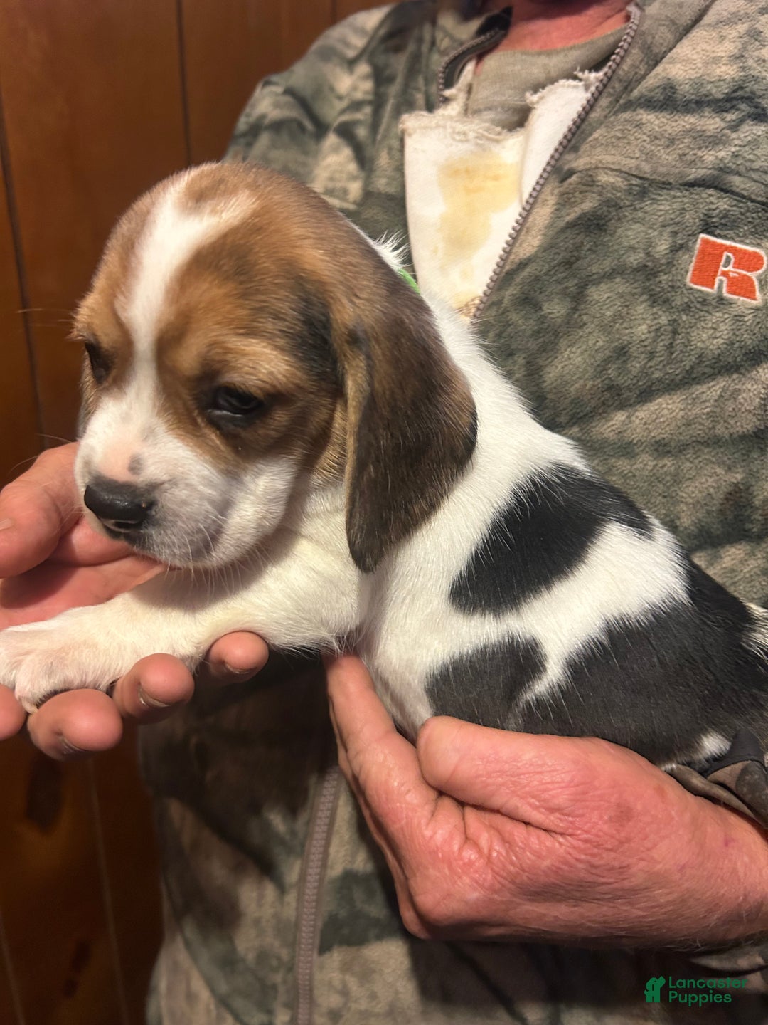 Beagle dogs for sale: Mylee - Ad 1