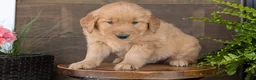 Golden Retriever dogs for sale: Chandler - Ad 8