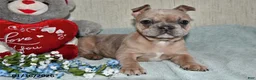 French Bulldog dogs for sale: Gingerbread - Ad 3
