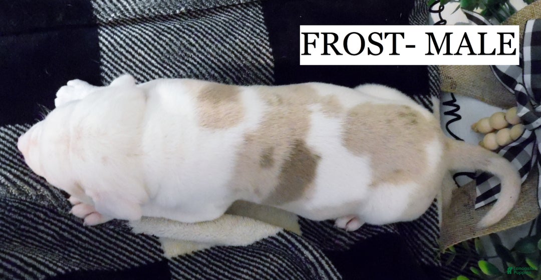 American Pit Bull Terrier dogs for sale: FROST - Ad 4