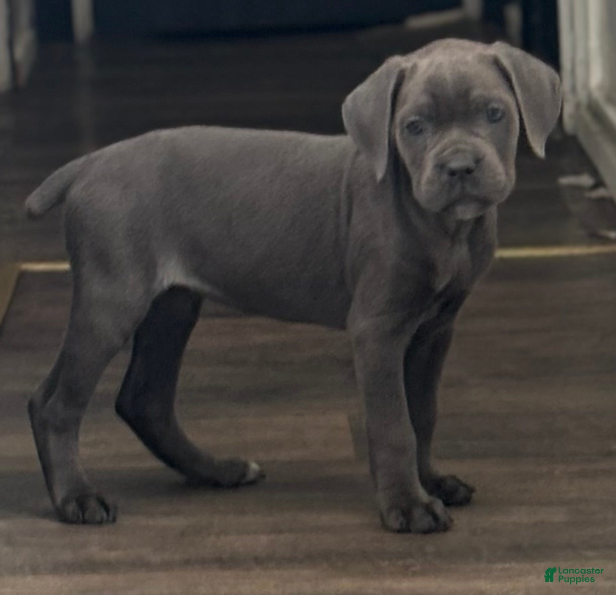 Cane Corso dogs Stella - Ad 20