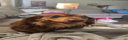 Miniature Dachshund dogs for sale: Bean - Ad 1