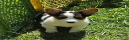 Welsh Corgi Pembroke dogs for sale: Oreo girl  - Ad 8