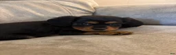 Mixed Breed dogs for sale: Bennett  - Ad 3