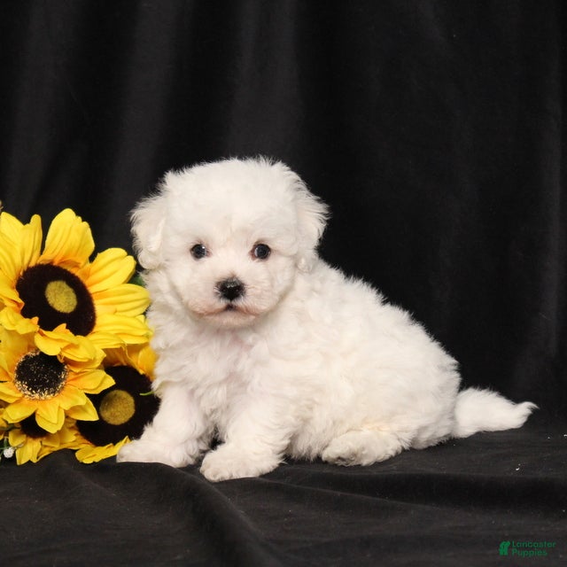 Bichon Frise dogs Koby - Ad 1