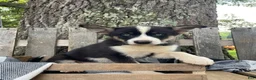 Pomsky dogs for sale: Diesel - Ad 3