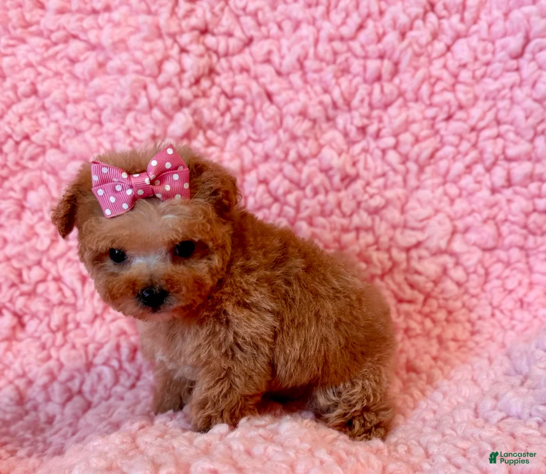 Toy Poodle dogs for sale: Munchkin tiny teacup - Ad 4